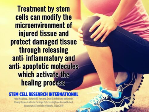 Knee Stem Cells